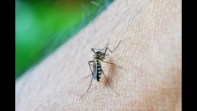 As of Tuesday, Panchkula district has already logged 1,098 dengue cases and five deaths, highest since 2010. (Representative image) As of Tuesday, Panchkula district has already logged 1,098 dengue cases and five deaths, highest since 2010. (Representative image)