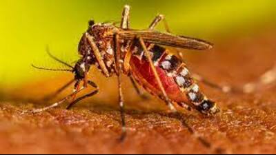 Increase number of beds in hospitals, ensure availability of platelets for dengue patients: DM (file)