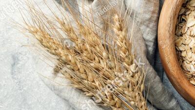 The newly-introduced PBW 826 wheat variety has made its way to seed stores across Luhdiana and nearby districts at premium costs despite PAU having exhausted the initial stock. (HT File) The newly-introduced PBW 826 wheat variety has made its way to seed stores across Luhdiana and nearby districts at premium costs despite PAU having exhausted the initial stock. (HT File)