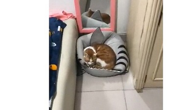 The image, taken from the Reddit video, shows the cat sitting in its pet bed before being removed by a human. (Reddit/@u/liquidbitsrc)