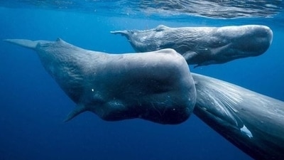 New Zealand: 250 beached pilot whales were found at Chatham Island. (Representational) New Zealand: 250 beached pilot whales were found at Chatham Island. (Representational)