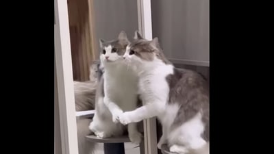 The cat was confused. (Instagram/@cats_of_instagram) The cat was confused. (Instagram/@cats_of_instagram)