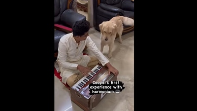 Golden retriever reacts on seeing harmonium. (Instagram/@cooper_d_golden_retriver) Golden retriever reacts on seeing harmonium. (Instagram/@cooper_d_golden_retriver)