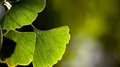 Herbs such as Gingko Biloba are known for having an effect on memory loss and impaired memory functioning. (Unsplash) Herbs such as Gingko Biloba are known for having an effect on memory loss and impaired memory functioning. (Unsplash)