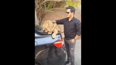 The image shows the man petting lion cubs.&nbsp; (Instagram/@basit_ayan_3748)