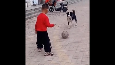 The image shows the boy playing football with the dog. (Twitter/@buitengebieden) The image shows the boy playing football with the dog. (Twitter/@buitengebieden)