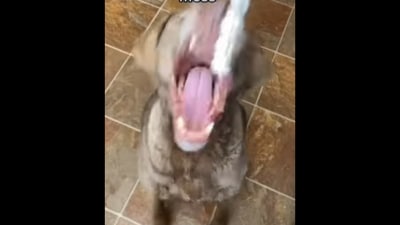 One of the dogs eating whipped cream straight out of the can in this video.&nbsp; (TikTok/@thebaddogbrigade)
