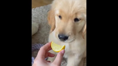 The Golden Retriever puppy tastes lemon for the first time.&nbsp; (Instagram/@goldenretrieveroakleyy)