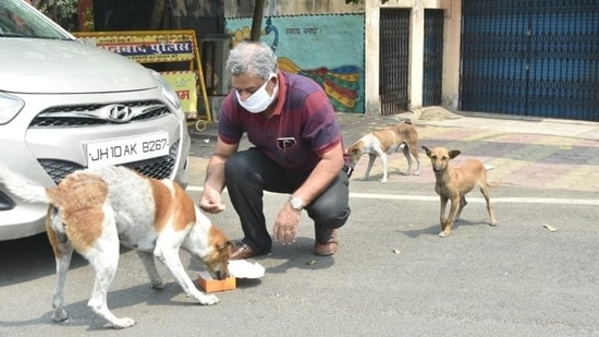 The right way to pet a dog - Times of India