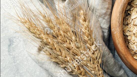 The newly-introduced PBW 826 wheat variety has made its way to seed stores across Luhdiana and nearby districts at premium costs despite PAU having exhausted the initial stock. (HT File)