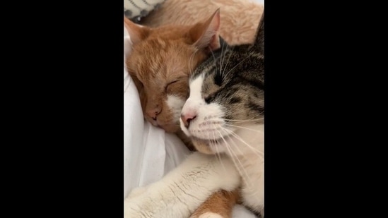 The image, taken from the Reddit video, shows a visually impaired cat sweetly waking up a hearing impaired kitty.(Reddit/@u/westcoastcdn19)