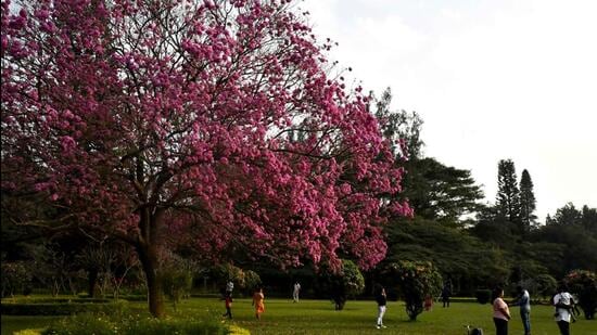 A Rosy Trumpet Tree or Pink Tabebuia (Tabebuia Avellanedae Rosea) in full bloom in Cubbon Park in Bengaluru, Karnataka on January 05, 2022. (Samuel Rajkumar/Hindustan Times) A Rosy Trumpet Tree or Pink Tabebuia (Tabebuia Avellanedae Rosea) in full bloom in Cubbon Park in Bengaluru, Karnataka on January 05, 2022. (Samuel Rajkumar/Hindustan Times)
