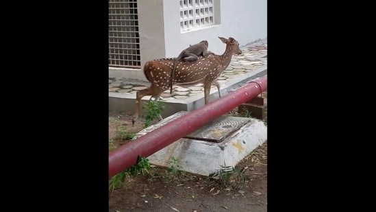 The image shows the monkey taking a ride on the deer's back inside IIT Madras campus.&nbsp;(Twitter/@lonelyredcurl)