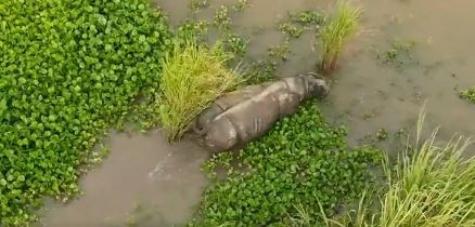 On Tuesday, Assam CM minute-long drone video of the rhino. (Twitter/@himantabiswa)