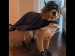 The video shows this Golden Retriever dog dressed up as ‘bat dog’ before Halloween. The video shows this Golden Retriever dog dressed up as ‘bat dog’ before Halloween.