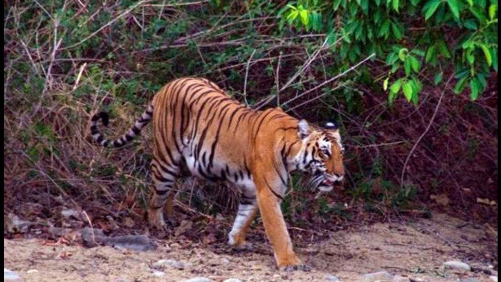 Tiger found dead in Corbett Tiger Reserve | Latest News India ...