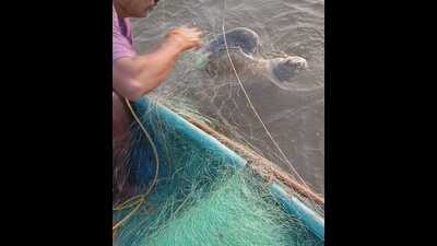 Eight fishers awarded ₹1L for release of endangered sea turtles Eight fishers awarded ₹1L for release of endangered sea turtles