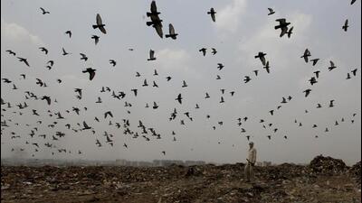 A flock of birds circles the Ghazipur landfill site in east Delhi. (HT File) A flock of birds circles the Ghazipur landfill site in east Delhi. (HT File)