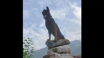 Zoom, injured in encounter, is being treated by a team of vets and doctors in Srinagar. (Twitter)