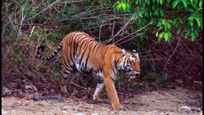 A tiger at Corbett Tiger Reserve. (HT PHOTO (Representative))