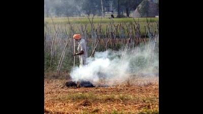 Acreage of low residue-producing variety of Pusa-126 has increased by 30% this year. (HT file photo)