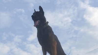 Zoom is a highly trained, ferocious, and committed canine. (@ChinarcorpsIA) Zoom is a highly trained, ferocious, and committed canine. (@ChinarcorpsIA)