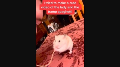 The image, taken from the Instagram video, shows the human trying to recreate Lady and the Tramp spaghetti scene with pet hamster. (Tiktok/@beignet_hamster)