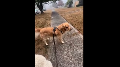 The dog was spooked to see Halloween decorations. (Instagram/@goldenboy.bodhi)