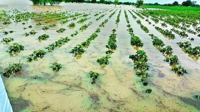Heavy rainfall in Uttar Pradesh in October has upset all crop loss assessments. (REPRESENTATIVE IMAGE )
