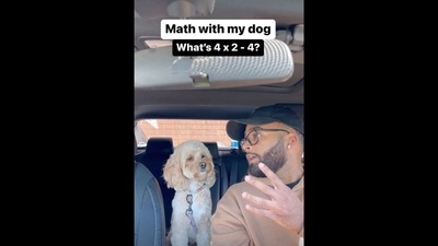 The image shows the dog intently looking at her human as he asks her a math-related question. (Instagram/@lunatheminicockapoo) The image shows the dog intently looking at her human as he asks her a math-related question. (Instagram/@lunatheminicockapoo)