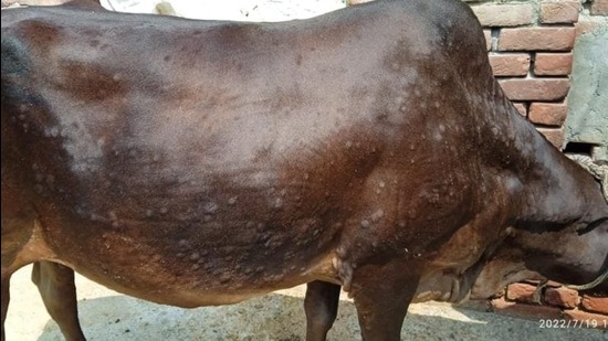 Lumpy Skin Disease 100 Cows Vaccinated In 7 Districts In Up Hindustan Times 6315