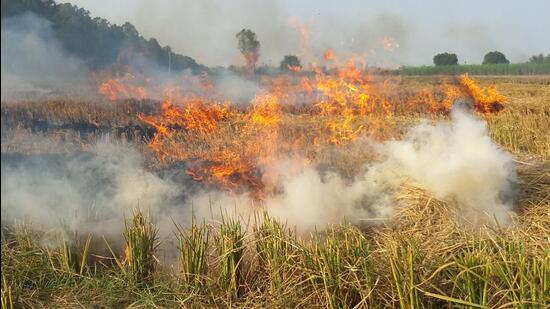 Large-scale burning of straw has been ascertained by various studies as being the major contributor to smog over north India, particularly Delhi and the National Capital Region, leading to a public health and environmental crisis. (HT Archive)