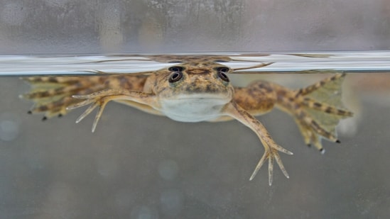 We don’t know the very early history, but some of the earliest cases of chytrid fungus were found in South Africa in African clawed frogs.&nbsp;(Shutterstock)