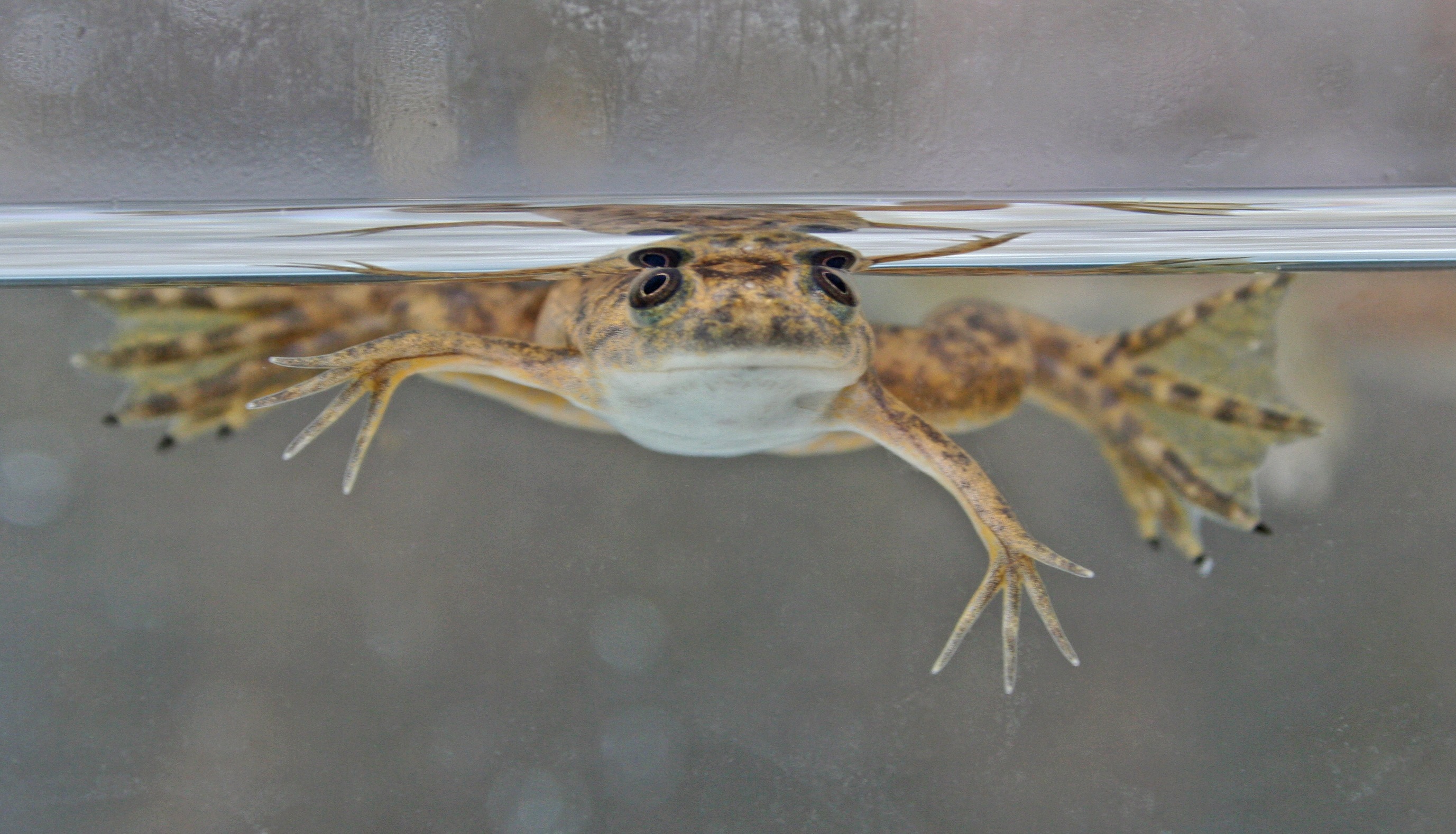 We don’t know the very early history, but some of the earliest cases of chytrid fungus were found in South Africa in African clawed frogs. (Shutterstock) We don’t know the very early history, but some of the earliest cases of chytrid fungus were found in South Africa in African clawed frogs. (Shutterstock)