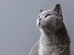 Feline osteoarthritis (FO) or joint disease is the condition wherein degenerative changes are observed in the joints of cats(Freepik) Feline osteoarthritis (FO) or joint disease is the condition wherein degenerative changes are observed in the joints of cats(Freepik)