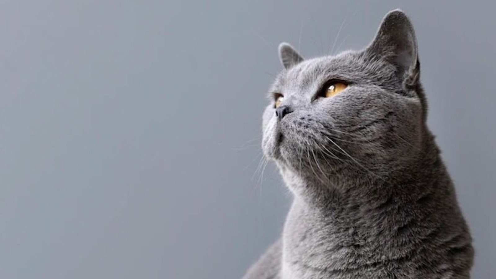 is-your-cat-suffering-from-arthritis-know-the-warning-signs