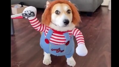 The image, taken from the Twitter user, shows a dog in a Chucky costume. (Twitter/@MorissaSchwartz)