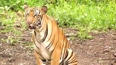 According to police officials of Haveli police station, the couple informed the police that they spotted a tiger near Kondhanpur phata around Sinhagad fort area at around 6pm on Thursday. (REPRESENTATIVE PHOTO) According to police officials of Haveli police station, the couple informed the police that they spotted a tiger near Kondhanpur phata around Sinhagad fort area at around 6pm on Thursday. (REPRESENTATIVE PHOTO)