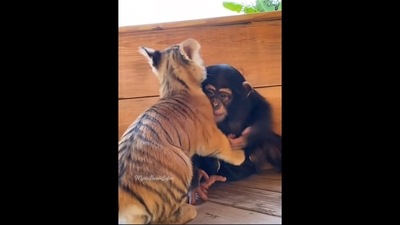 The image shows baby chimpanzee and tiger cub playing in an adorably cute way. (Instagram/@mokshabybee_tigers) The image shows baby chimpanzee and tiger cub playing in an adorably cute way. (Instagram/@mokshabybee_tigers)