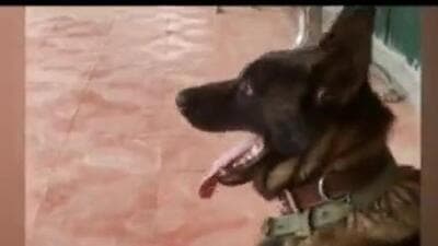 Zoom joins a growing list of the army’s four-legged warriors who have made the ultimate sacrifice fighting alongside infantry soldiers in Jammu and Kashmir and India’s North-east where the army carries out hundreds of anti-terror operations every day. (HT) Zoom joins a growing list of the army’s four-legged warriors who have made the ultimate sacrifice fighting alongside infantry soldiers in Jammu and Kashmir and India’s North-east where the army carries out hundreds of anti-terror operations every day. (HT)