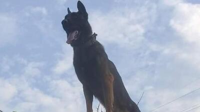 Zoom passed away due to some complications despite responding to the treatment at the Army Veterinary Hospital in Srinagar. (File Photo/Twitter)