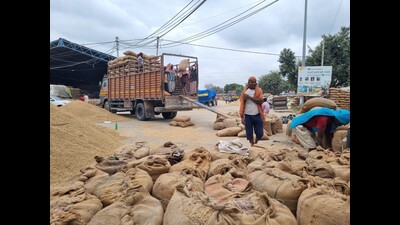 Haryana likely to achieve 55 lakh MT paddy procurement target: agri dept Haryana likely to achieve 55 lakh MT paddy procurement target: agri dept