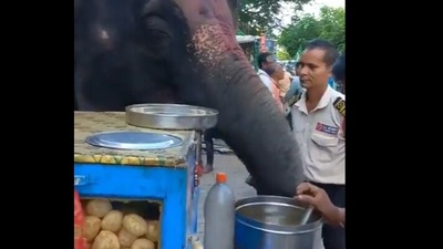 The elephant was seen having pani puri. (Twitter/@ipskabra) The elephant was seen having pani puri. (Twitter/@ipskabra)