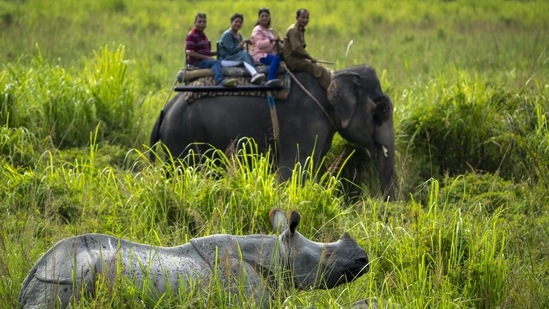 Tourists on an elephant watch a pair of mother and calf one horned Rhinoceros in the Pobitora wildlife sanctuary, outskirts of Guwahati, northeastern Assam state, India, October 11.&nbsp;(AP)