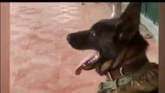 Zoom joins a growing list of the army’s four-legged warriors who have made the ultimate sacrifice fighting alongside infantry soldiers in Jammu and Kashmir and India’s North-east where the army carries out hundreds of anti-terror operations every day. (HT)