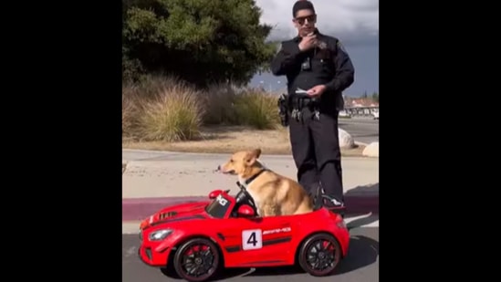 Cute pet Corgi dog \'runs away from the cops\' in its car. Watch ...