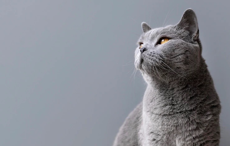 Feline osteoarthritis (FO) or joint disease is the condition wherein degenerative changes are observed in the joints of cats (Freepik) Feline osteoarthritis (FO) or joint disease is the condition wherein degenerative changes are observed in the joints of cats (Freepik)