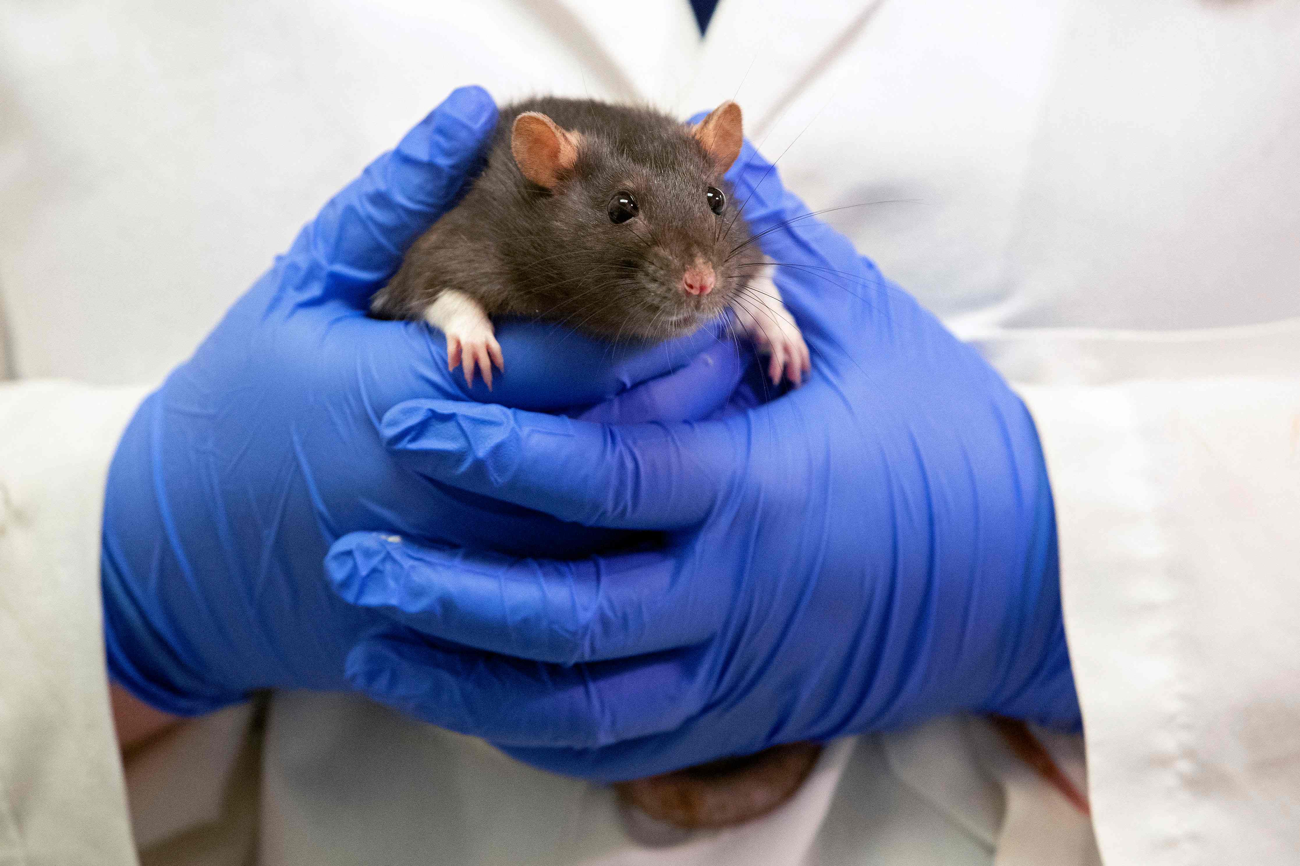 Studying how these conditions develop is incredibly difficult -- animals do not experience them like people, and humans cannot simply be opened up for research. (Photo by Ryan M Kelly/AFP) Studying how these conditions develop is incredibly difficult -- animals do not experience them like people, and humans cannot simply be opened up for research. (Photo by Ryan M Kelly/AFP)