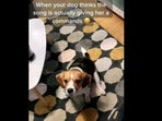 Beagle dog reacts to a song. Beagle dog reacts to a song.