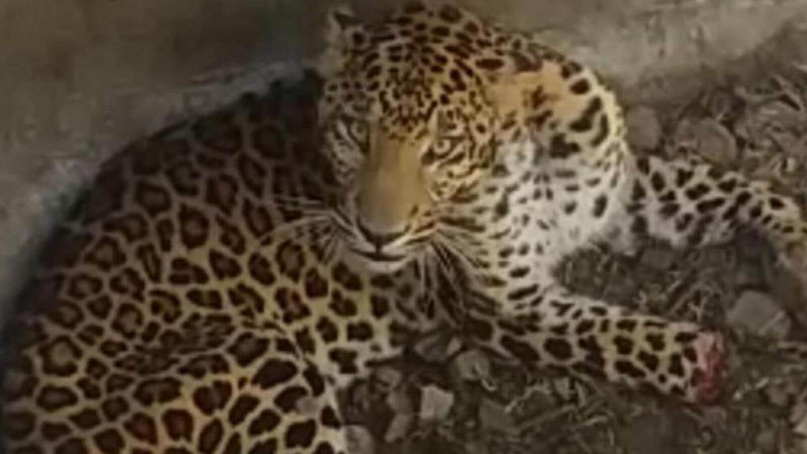 Teenage girl attacked by leopard in Shirur, dies on spot